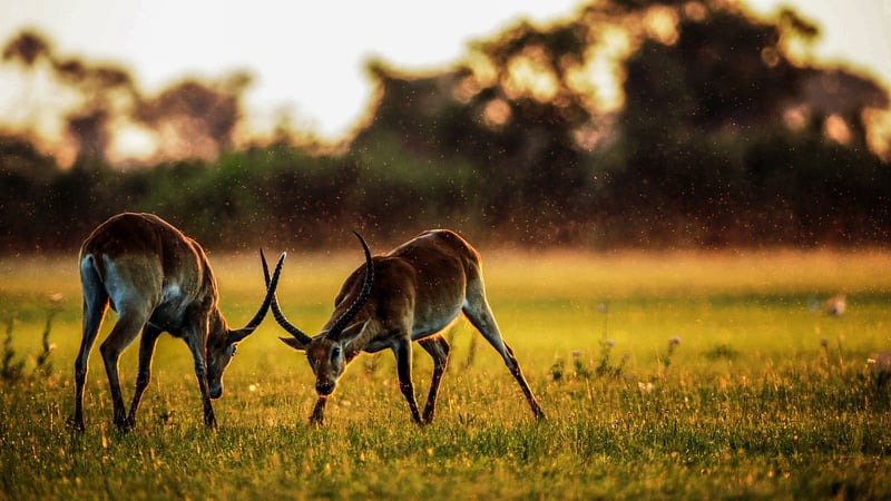 Safaris