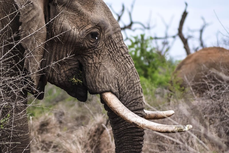 Maasai Mara National Reserve