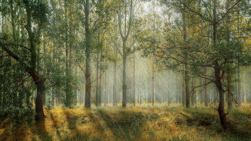 Forest landscape